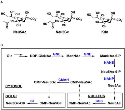 Synthesis of N-Glycolylneuraminic Acid (Neu5Gc) and Its Glycosides